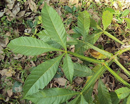 Vitex altissima