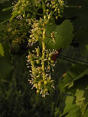 Flower of vitis vinifera