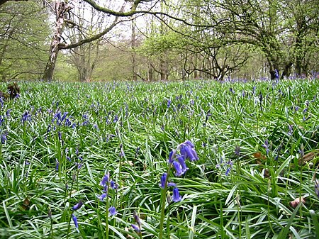 Wain Wood