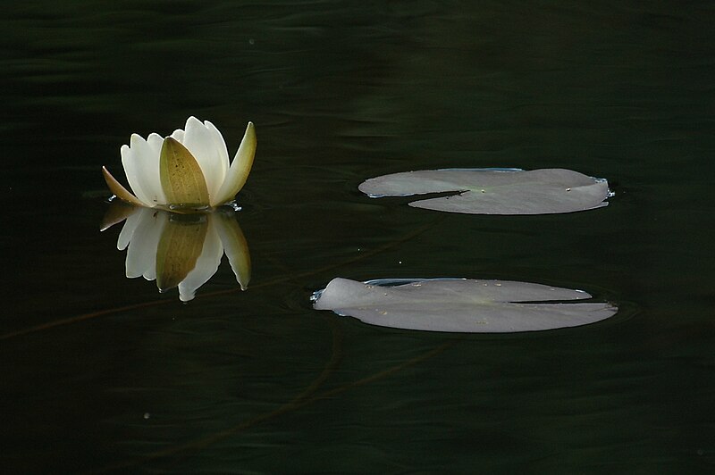 File:WaterLiliKarhunkierros.jpg