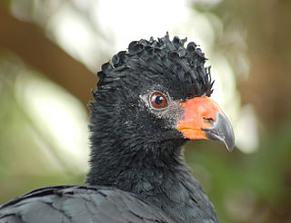 <span class="mw-page-title-main">Curassow</span> Subfamily of birds