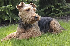 Welsh Terrier.JPG