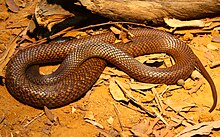 Western brown snake (Pseudonaja nuchalis) Western Brown snake.jpg
