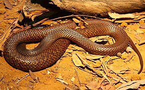 Descripción de la imagen Western Brown snake.jpg.