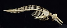 Pacific white-sided dolphin skeleton (missing pelvic bones), on exhibit at The Museum of Osteology, Oklahoma City, Oklahoma White-sided dolphin.jpg
