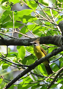 White-throated Bulbul (Alophoixus flaveolus) in tree, from front.jpg
