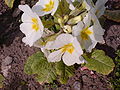 * Nomination A white flower taken at Stafford. These flowers appears to be a modern garden en:primula en:cultivar. --Tyw7 04:19, 12 April 2010 (UTC) * Decline -- Out of focus -- Alvesgaspar 08:12, 12 April 2010 (UTC)