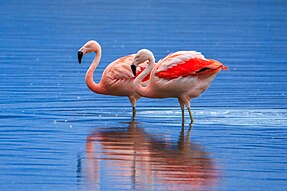 Wildlife in and around Reserva Laguna Nimez in El Calafate, Argentina - Chilaen Flamingo (Phoenicopterus chilensis) - (25186867925).jpg
