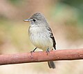 Thumbnail for File:Willow Flycatcher 6117vv.jpg