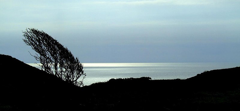 File:Windswept silhouette.jpg