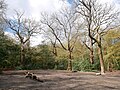 The Witches' Coven, an area in Queen's Wood, Highgate.