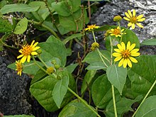 Melanthera biflora (L.) Wild