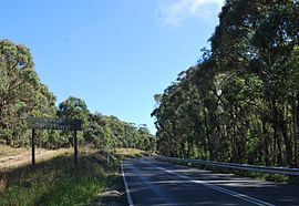 Wombat State Forest.JPG