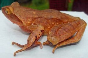 Billedbeskrivelse Xenophrys glandulosa, Choetenkora, Trashiyangtse, Bhutan.jpg.