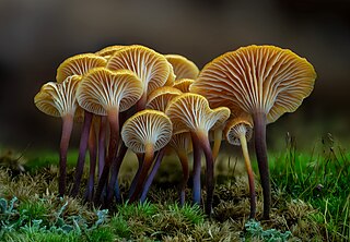 <i>Xeromphalina</i> Genus of fungi