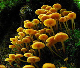 <i>Xeromphalina</i> genus of fungi