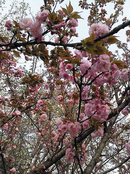 File:Yaezakura Cherry Blossoms near Library in Huangzhou District, Huanggang, Hubei 3.JPG