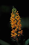 Yellow crested orchid orange flower with dark background platanthera cristata.jpg