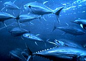 A school of living Thunnus, or tunas Yellowfin tuna nurp.jpg