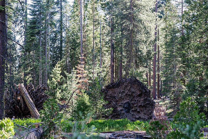 File:Yosemite National Park (CA, USA), Mariposa Grove of Giant Sequoias -- 2022 -- 2774.jpg