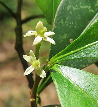 <i>Zanthoxylum ovalifolium</i> Species of plant in the family Rutaceae