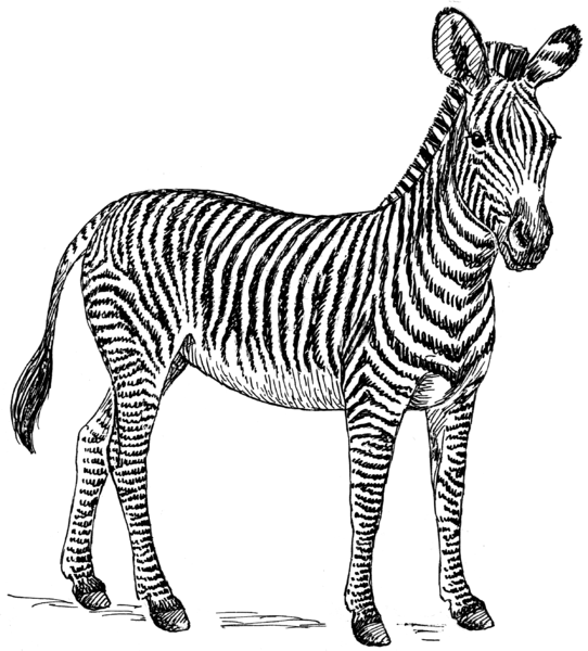 File:Zebra (PSF).png
