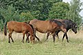 Deutsch: Pferderasse Žemaitukai: Fohlen Kaštonė 2008, Stute Kaskada 1987, Hengst Kankorėžis 2005