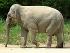 Zoorashia elephant.jpg