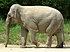 Zoorashia elephant.jpg