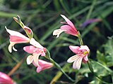 Gladiolus triphyllus, Zypern