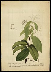 (Combretum laurifolium, Mart)