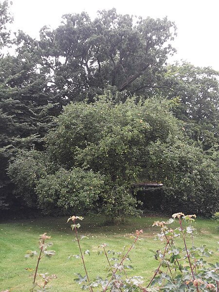 File:Æbletræ i haven ved mesterbolig ved Brede Værk.jpg