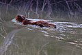 Американская норка на реке Ведуга, приток Дона