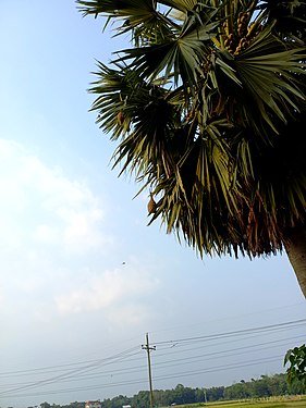 বাবুই পাখির বাসা জালালপুর, বুড়িচং, কুমিল্লা
