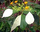 വെള്ളിലയുടെ പൂങ്കുല, mussaenda frondosa.JPG