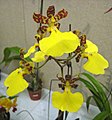 華彩文心蘭 Oncidium splendidum -香港沙田國蘭展 Shatin Orchid Show, Hong Kong- (40551176842).jpg