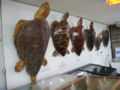資料展示室 ウミガメの標本