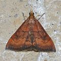 - 5051 - Pyrausta rubricalis - Разнообразная красноватая бабочка Pyrausta (21467438299) .jpg