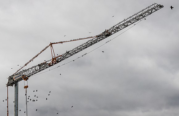 Starlings (Sturnus vulgaris) on a tower crane