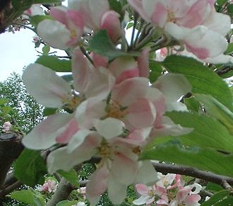 Blossom of the 'Kidd's Orange Red' tree 106kidds.JPG