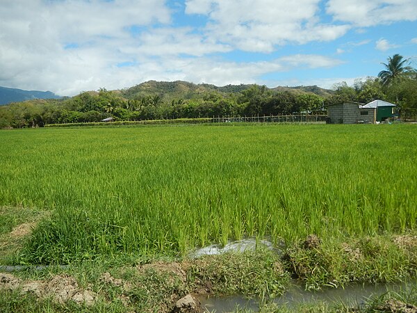 Ricefield in Nueva Ecija, Philippines