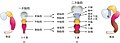 2020年6月21日 (日) 13:49時点における版のサムネイル