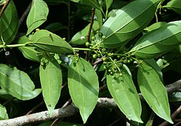 Goupia glabra (kopi family)