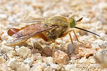 Rhaphiomidas acton maehleri ♂