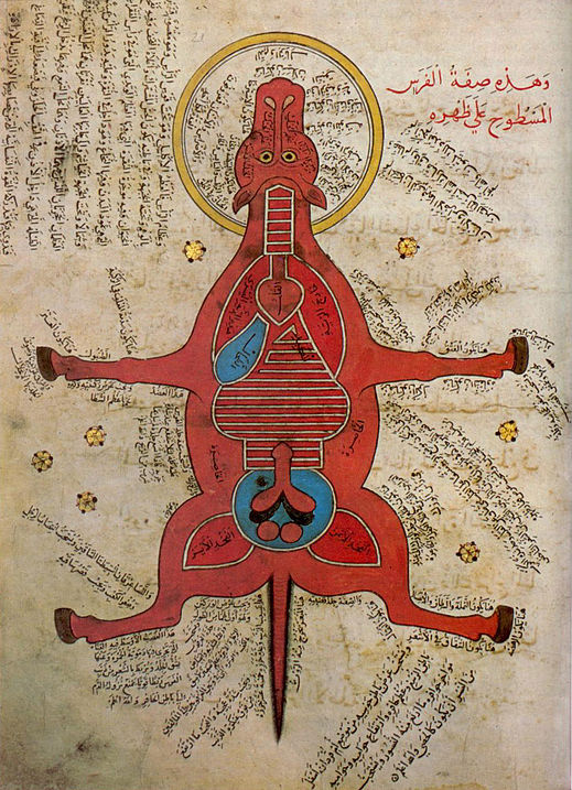 איור בן המאה ה-15 המתאר את האנטומיה והביולוגיה של הסוס; הספרייה האוניברסיטאית, איסטנבול