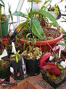 Cultivated N.rajah plant with large lower pitcher 2005-12-18 N rajah 034.jpg