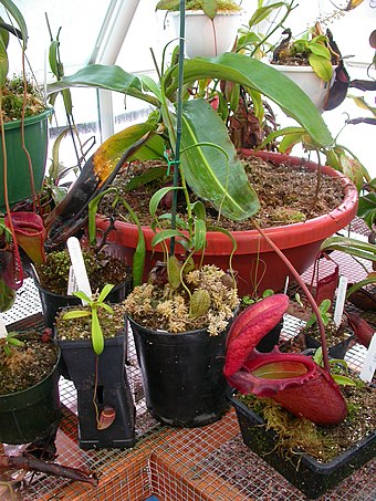 Cultivated Nepenthes rajah and a few other species.