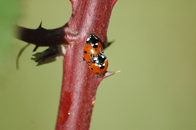 File:2009-10-25 (14) Beetle, Siebenpunkt, Coccinella septempunctata.JPG