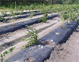 <span class="mw-page-title-main">Plastic mulch</span> Plastic film used in the role of mulch