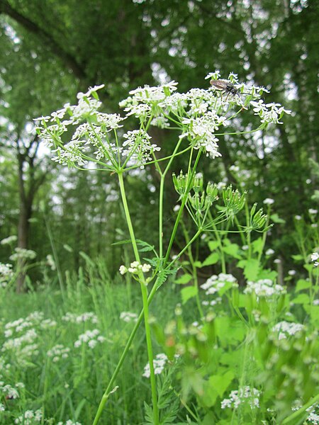 File:20130516Wiesenkerbel Hockenheim4.jpg